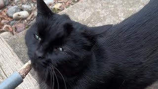 Blackie The Black Cat Is So Proud!