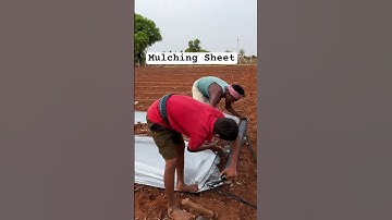 Know the uses of Mulching sheet ? #farming #agriculture #dripirrigation