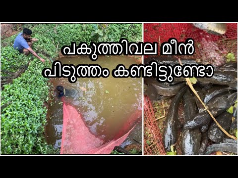 เดชเดเตเดคเตเดคเดฟเดตเดฒ เดฎเตเตป เดชเดฟเดเตเดคเตเดคเด#mpgreenfarm #fishing #kerala