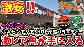 激安メダカに激レア魚‼️埼玉県スーパービバホーム西川越店【めだか屋サバンナライオンのホームセンターアクアSHOP】天界.白斑サファイア.ヤマメ.ドジョウ.らんちゅう.金魚.安らぎAQUAちゃんねる