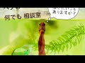 ベタの何でも相談室20190909　台風の被害にあわれた皆様にお見舞い申し上げます