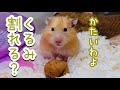 【チャレンジ】殻付きくるみに苦戦するハムスター!フワモコで可愛い