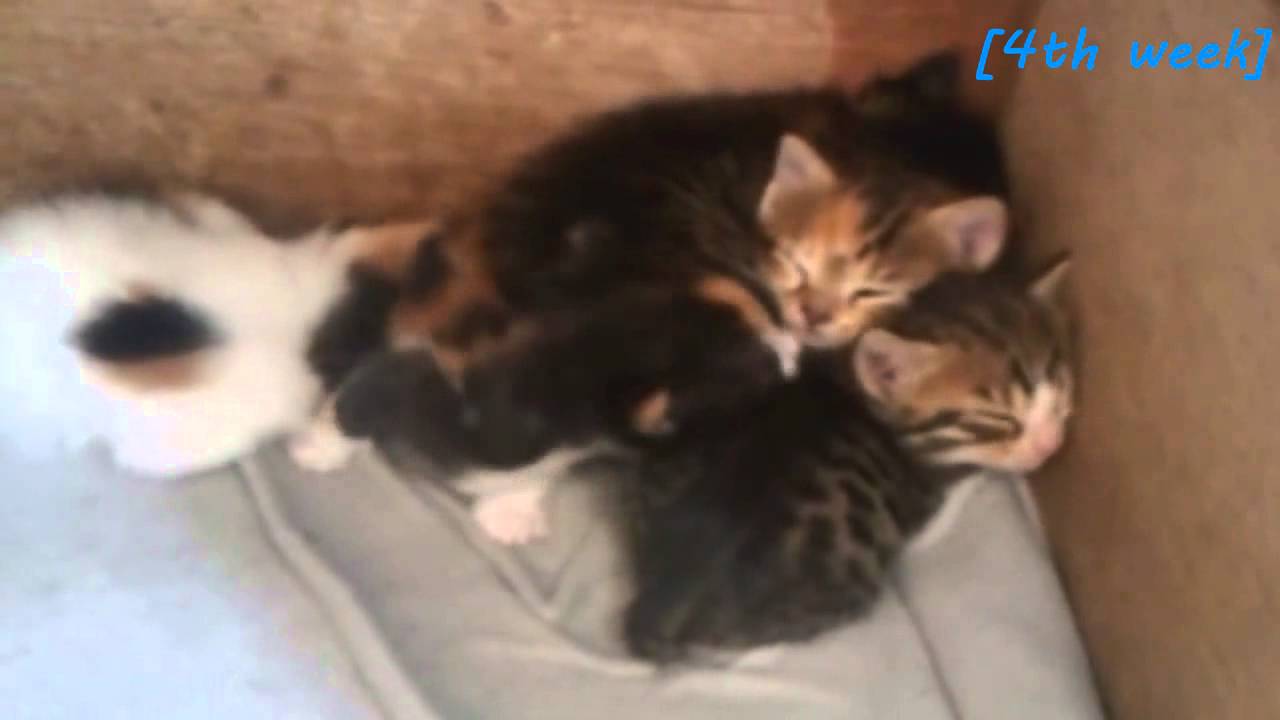 cat breeding in 6 weeks YouTube