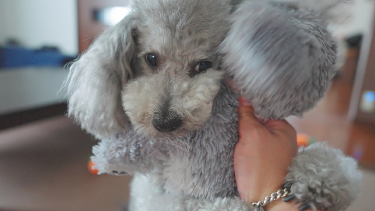 お洗濯していた犬のおもちゃ達が帰ってきて強く抱きしめた