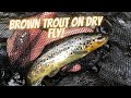 Brown trout on a fly, AWESOME strike! Subtitles