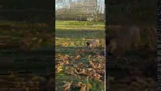 Spartan26 Breeder Puppy