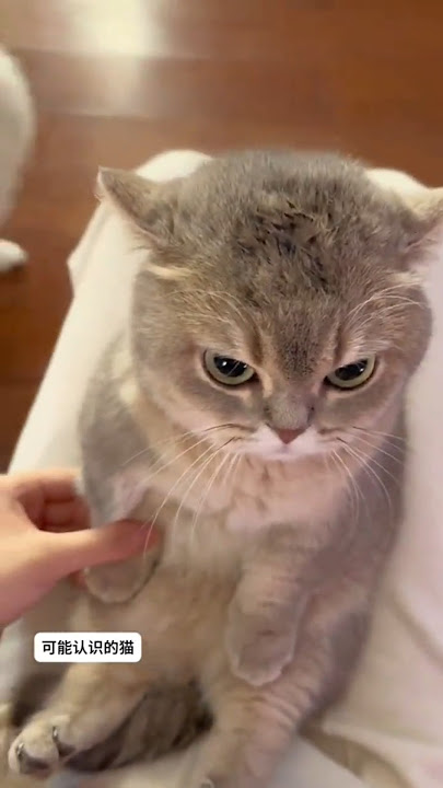 ekspresi kucing kalo lagi ngambek #shortvideo #kucinglucu #cat #catlover