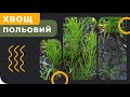 Хвощ польовий - як боротись?