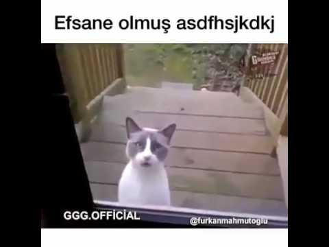 Arapça konuşan kedi