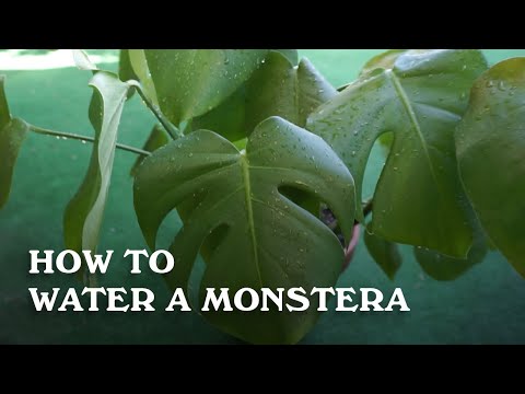 How to Water a Monstera.