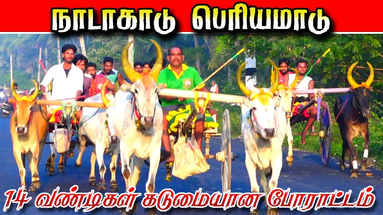 நாடாகாடு பெரியமாடு 19/01/2026