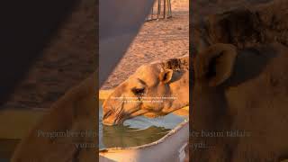 Eşq nədir? 🥹 #peygamber #hzali #hzmuhammed #allahuakbar #allahamdulillah #dinislam #islamicshorts