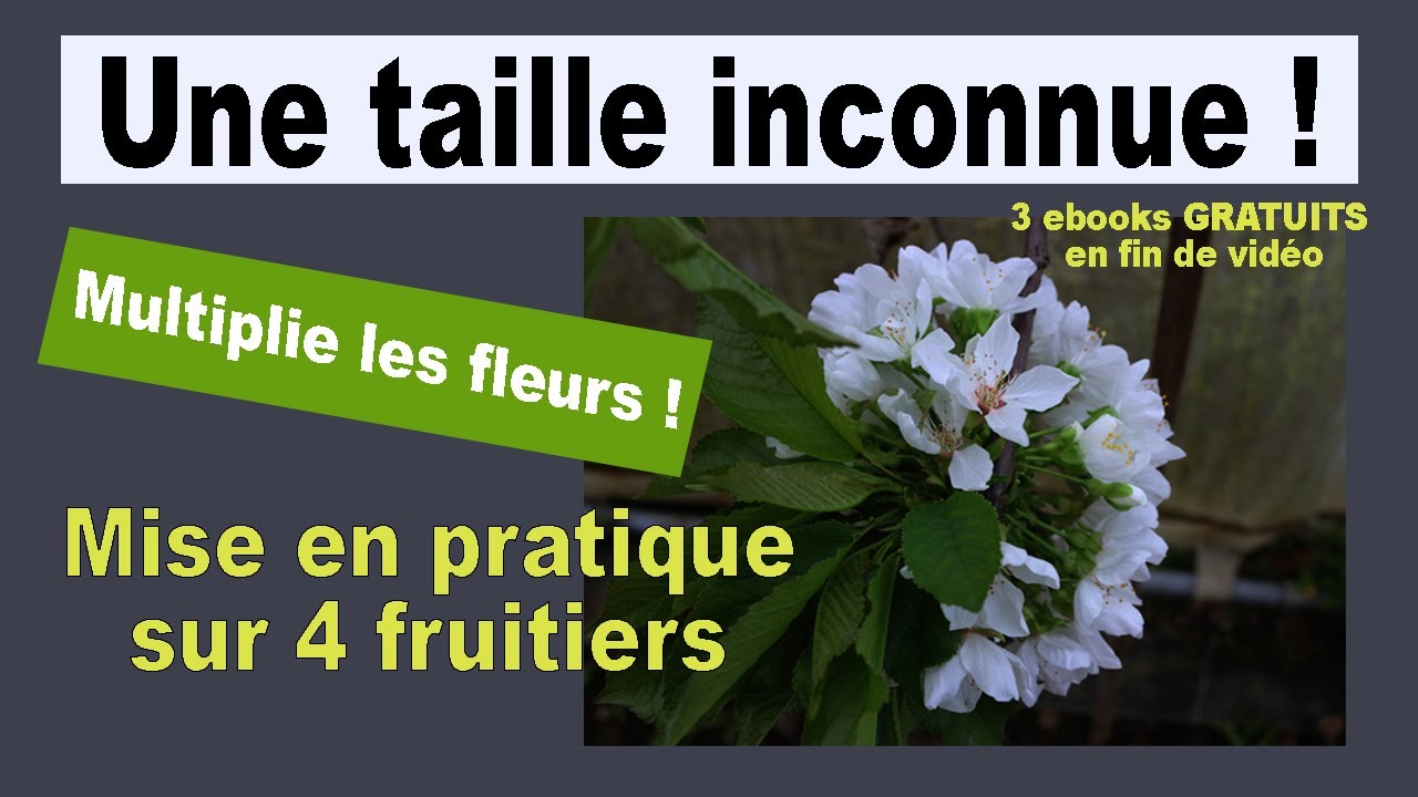 Intitiation à la taille de floraison , taille oubliée et pourtant très importante