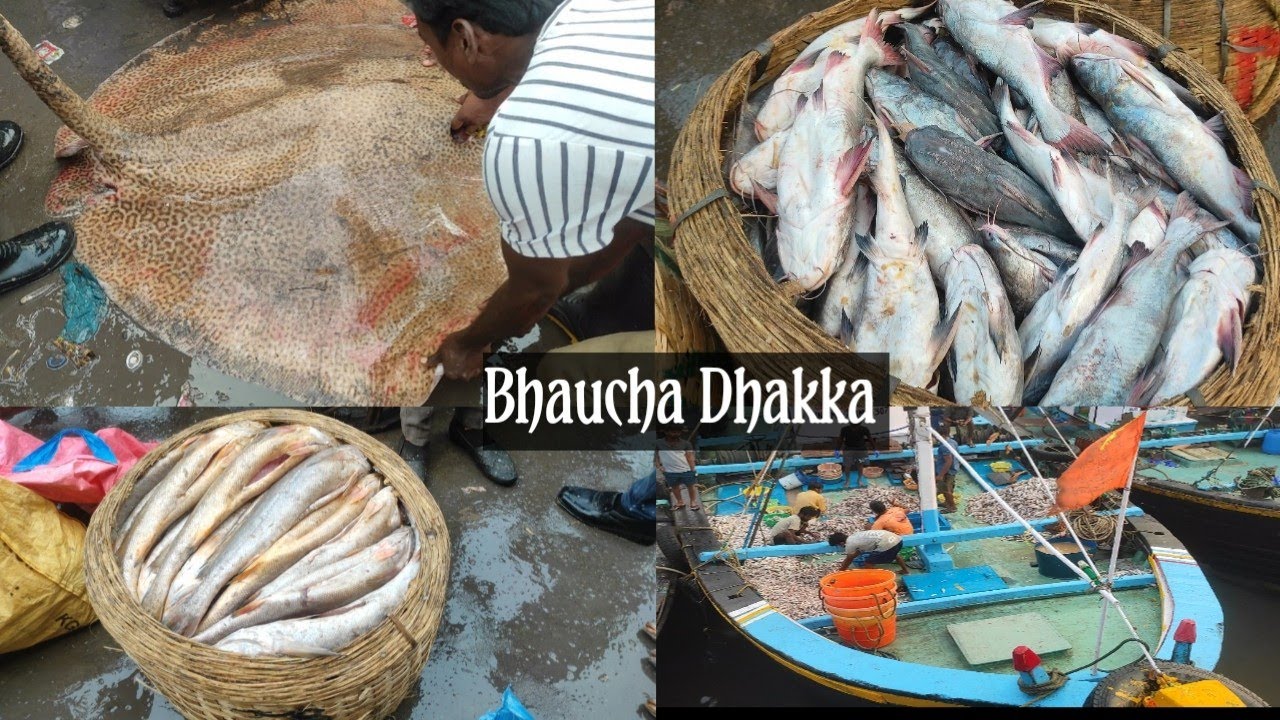Bhaucha Dhakka मुंबई का सबसे सस्ता Fish Market 2022 Wholesale Fish