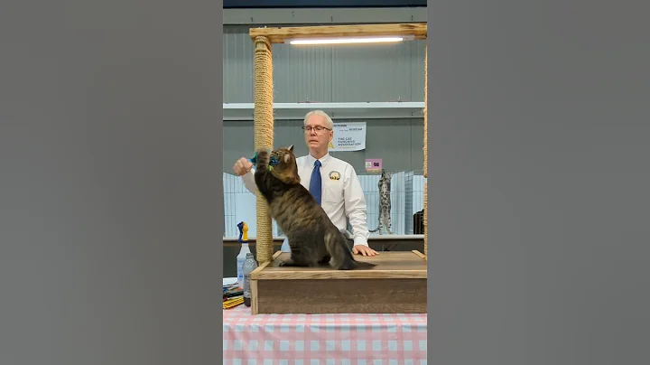 Watch the video about Siberian cat GC GP RW Charodey Joshua - 8th best AB alter - CFA Judge Brian Pearson - TGIF cat show