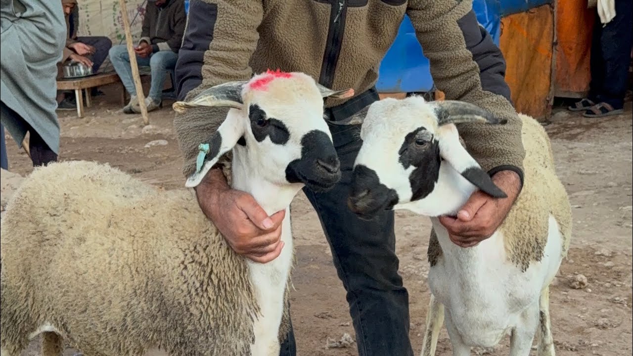 مباشرة من سوق حد البروج مع ثمن الخروف او النعجة الوالدة او الضارة