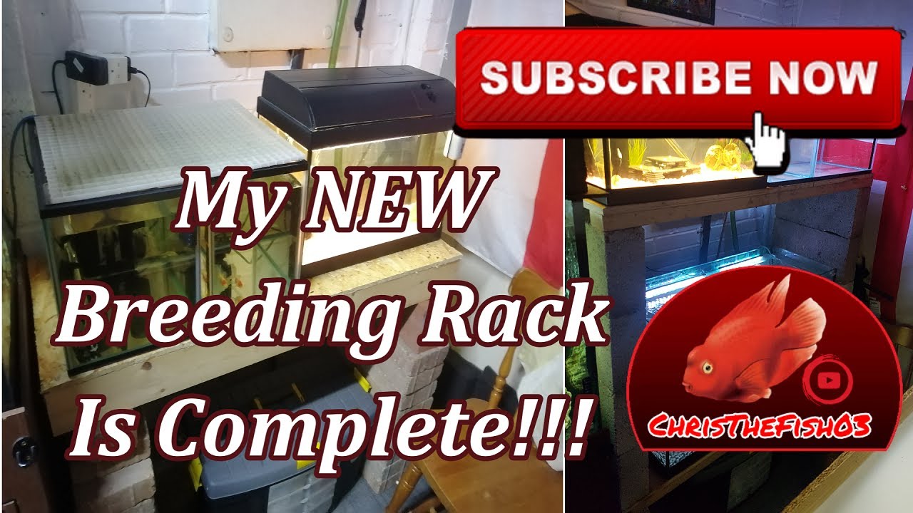 My NEW Breeding Rack Is Complete! - YouTube