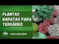 Plantas baratas para terrrios 2022