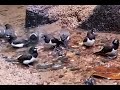 White-Rumped Munia | Birds Bath | Srilankan Birds | vee birds