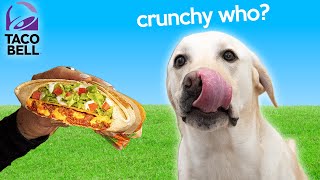 Labrador Tries Taco Bell Crunch Wrap Supreme!!