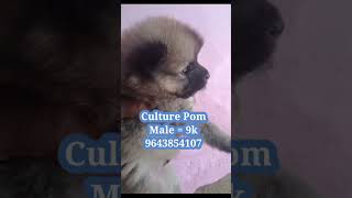 Cheap Dog sale in india viral trending dog cute youtubeshorts cheapest sale2023  memes