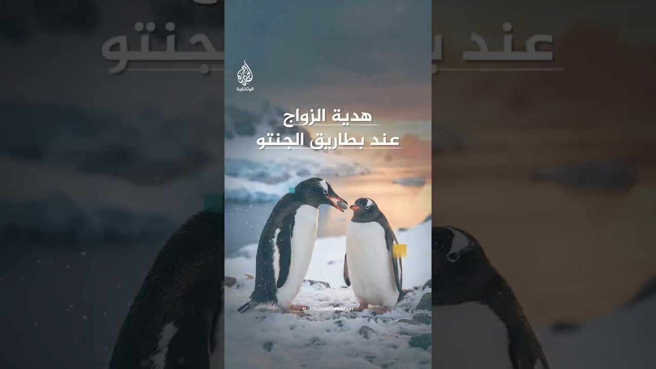 خاتم الزواج على طريقة بطاريق الجنتو
