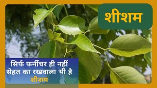 Sheesham Health Benefits: घाव से लेकर जोड़ों के दर्द तक में आराम दे सकता है शीशम का पेड़ | Jeevan Kosh