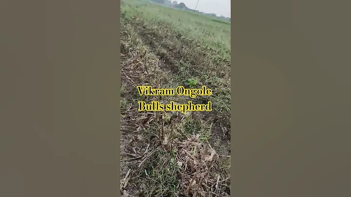 #pottidayikadammosong #folksong #lifeisbutadream #haveitoldyoulatelythatiloveyou #bull #entertainmen