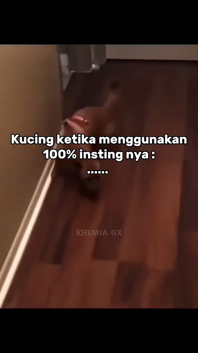 Kucing vs Anjing ketika beradu IQ #trending #viral #fyp #zyxcba