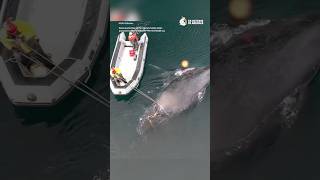 California Whale Entanglements All Time High