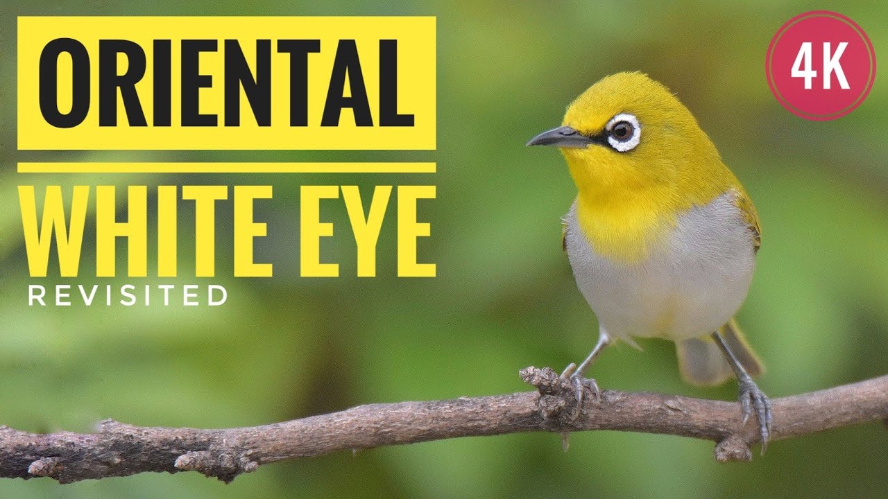 The Oriental White Eye - Revisited | Window Birding | Bird Watching