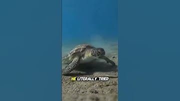 Thumbnail of THIS Sea Turtle Was Seriously Offended 😂🐢