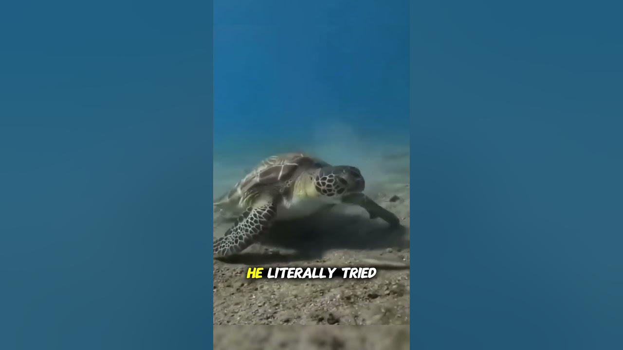 THIS Sea Turtle Was Seriously Offended ππ’ THIS Sea Turtle Was Seriously Offended ππ’