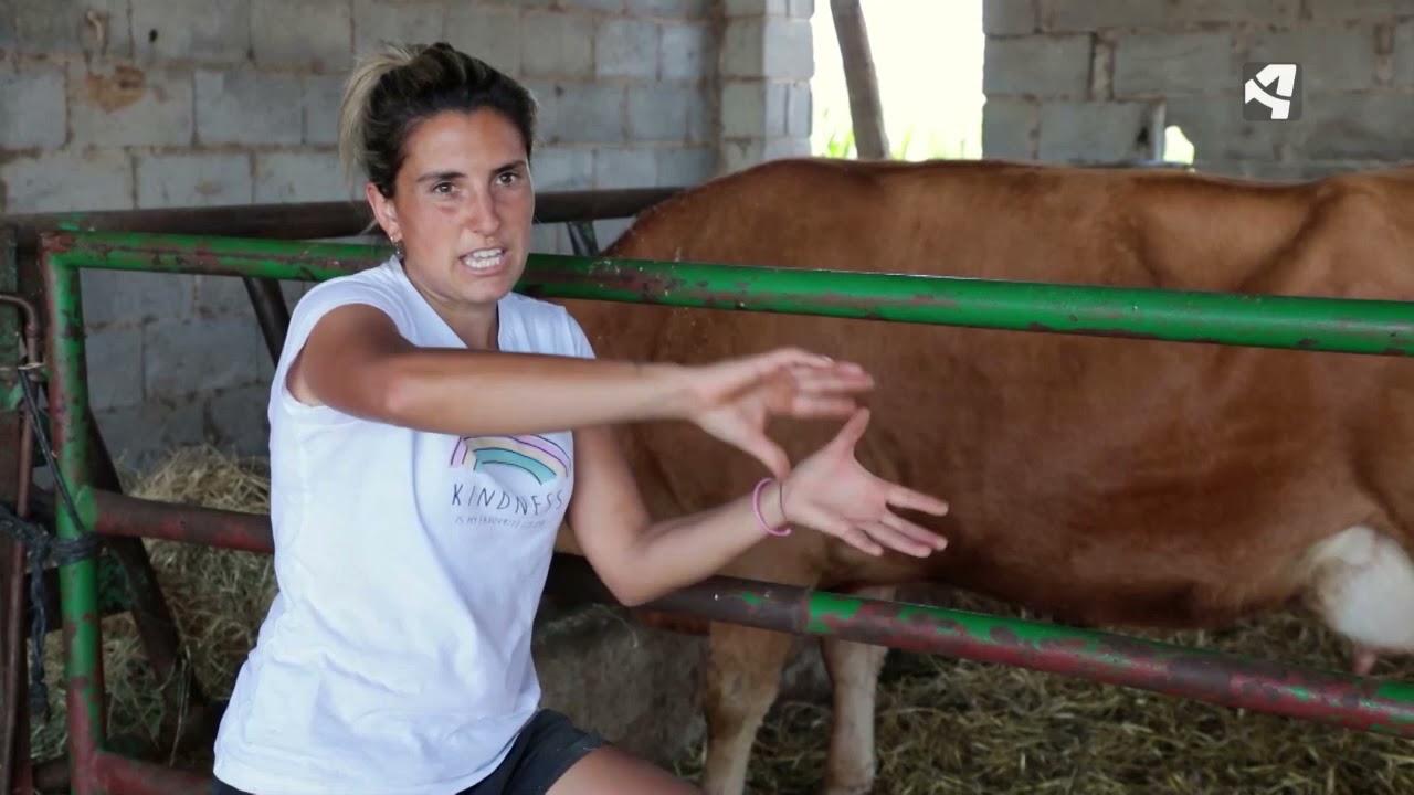 ¿Cómo se reacciona cuando se complica un parto de una vaca?