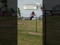 I should have just walked around the fence