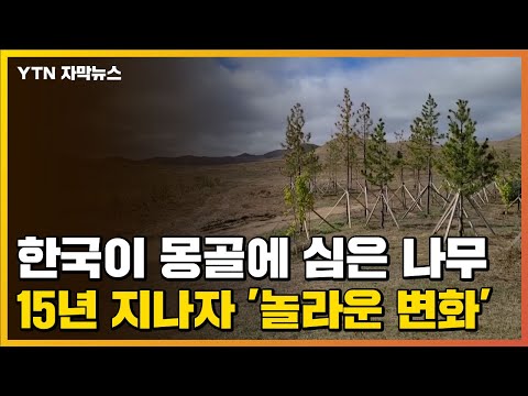 자막뉴스 한국이 몽골에 심은 나무 15년 지나자 놀라운 변화 YTN 