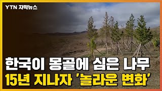 [자막뉴스] 한국이 몽골에 심은 나무...15년 지나자 '놀라운 변화' / YTN