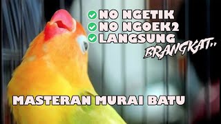 Masteran Lovebird untuk Murai Batu