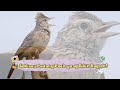Burung Branjangan, Si Penakluk Angin dengan Kicauan Emas.