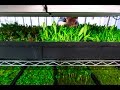 Seedling Racks for Commercial Hydroponics