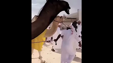 مره ابن شبنان 
