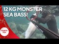 12 kg monster seabass spearfishing   thrilling moments and epic catch