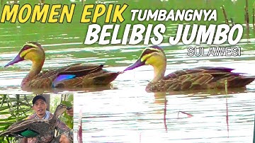 TUMBANGNYA RAJA BELIBIS !!! Belibis jumbo sulawesi berburu belibis liar