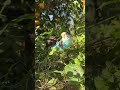Parrot: The duckling is growing up so fast. We haven’t seen it for just one night, and it feels l...