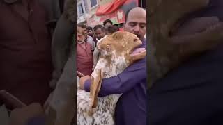 emotional video 😭🥺Qurbani goat#shortvideo #trendingshort #viralvideo