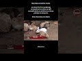 Manufaa Ya Kilimo Mseto Ni Mengi Na Yenye Faida Kwa Kila Mtu Wa Kila Umri Mkulima Leo At 4 30pm Manufaa Ya Kilimo Mseto Ni Mengi Na Yenye Faida Kwa Kila Mtu Wa Kila Umri Mkulima Leo At 4 30pm