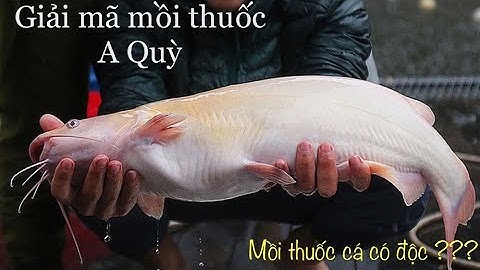 Mồi câu cá A Quỳ - thực hư câu chuyện và cách sử dụng