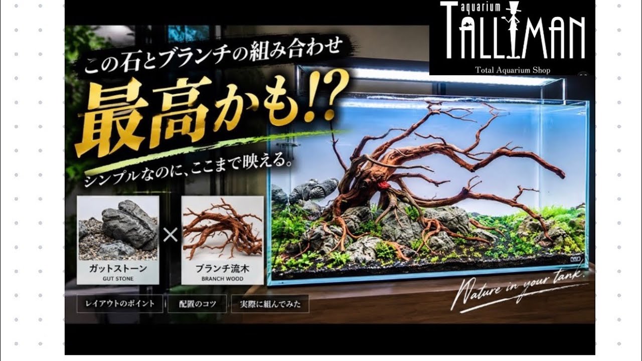 爽やかダイナミックなブランチ流木レイアウト✨定番60㎝編