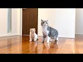 新居に初めてやってきた猫たちの反応がかわいすぎました…笑