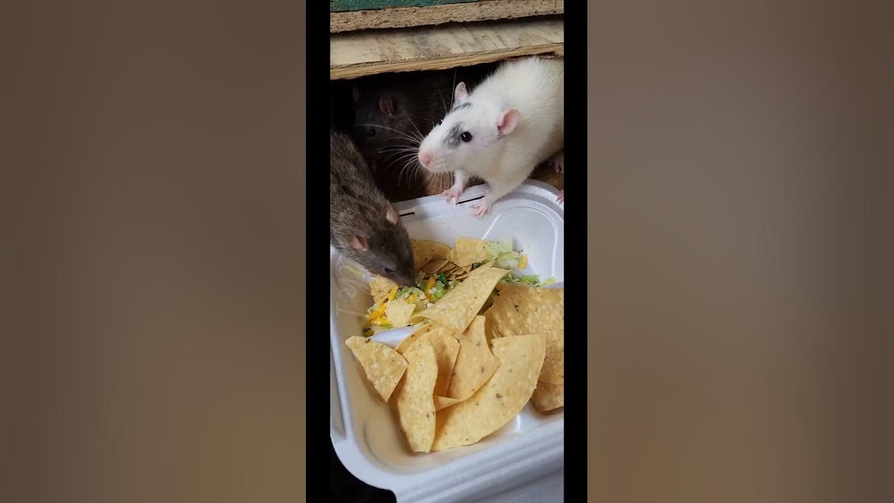 rats love tacos and tortilla chips YouTube